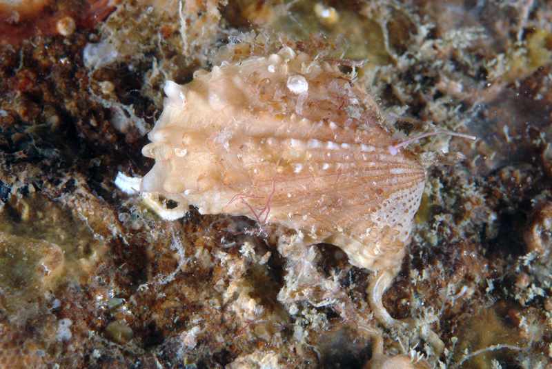 Cardita calyculata